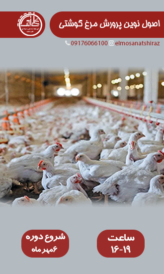 اصول نوین پرورش مرغ گوشتی